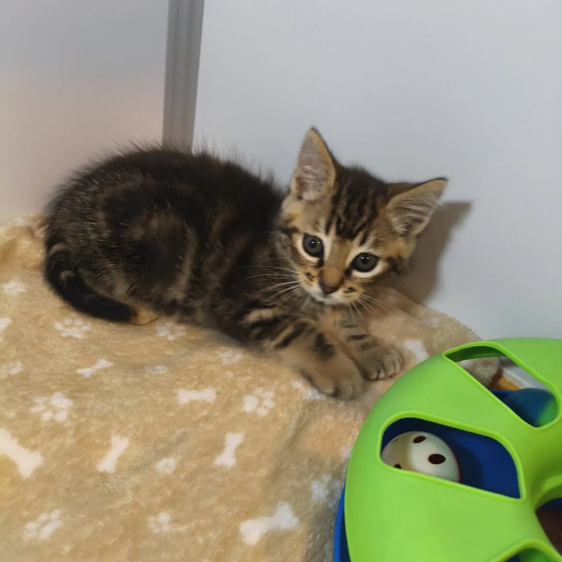 Adrien, male puppy Mixed Breed for adoption at CAT, chabris