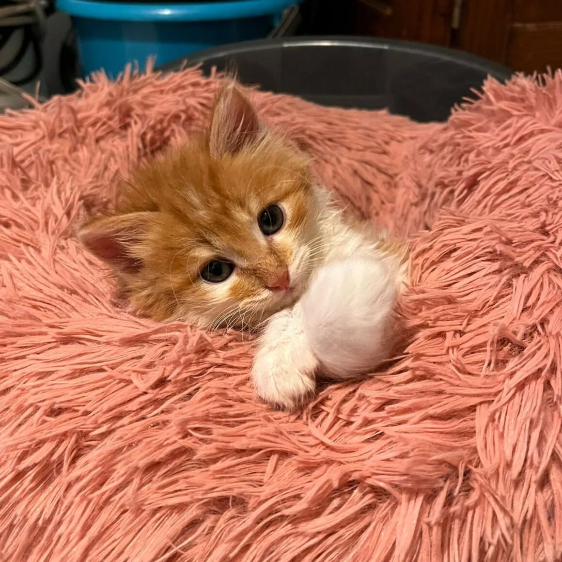 Augus, male puppy Mixed Breed for adoption at CAT, chabris