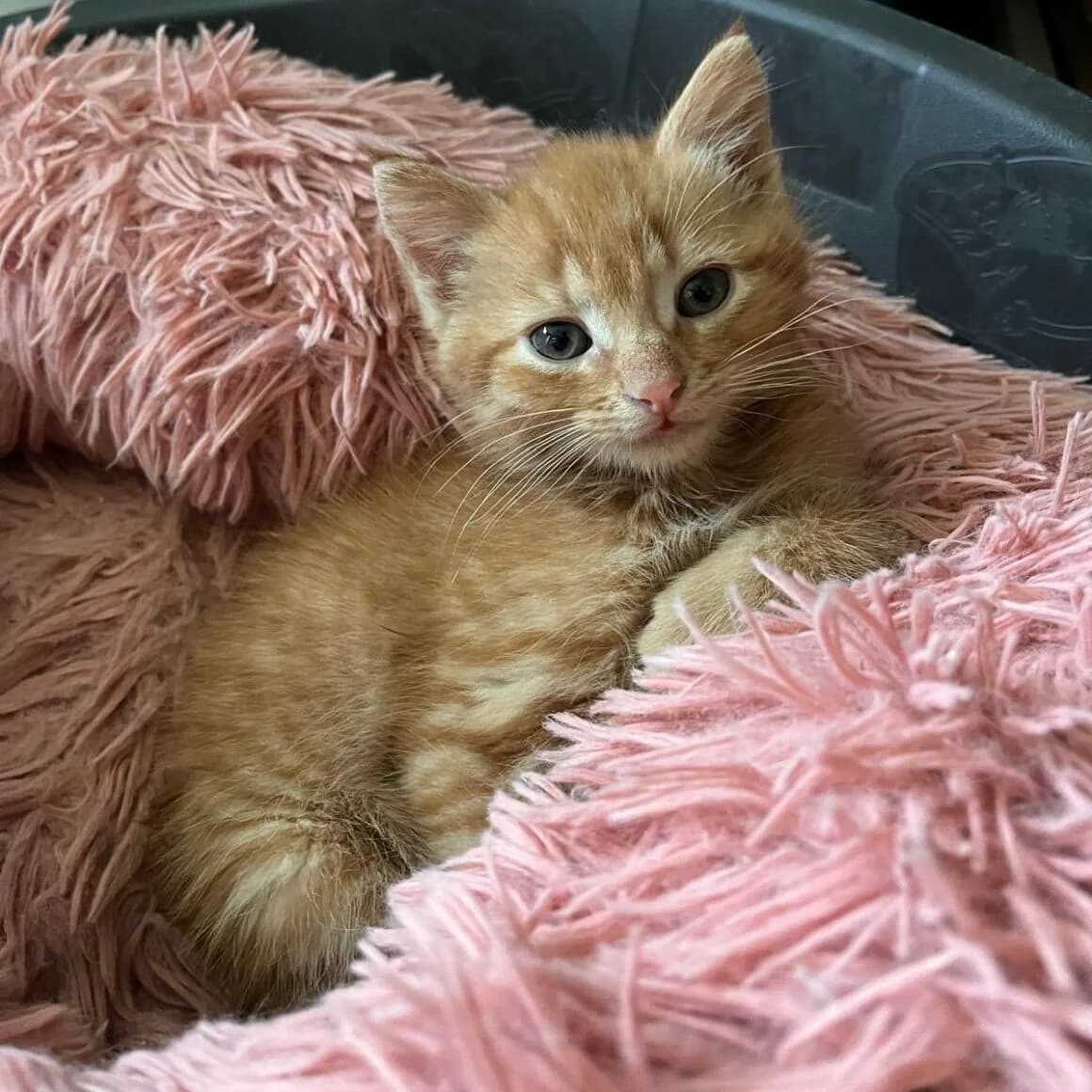 Adonis, male puppy Mixed Breed for adoption at CAT, chabris