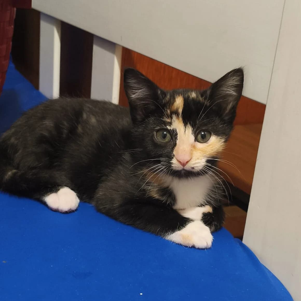 Aralia, female puppy Mixed Breed for adoption at CAT, chabris