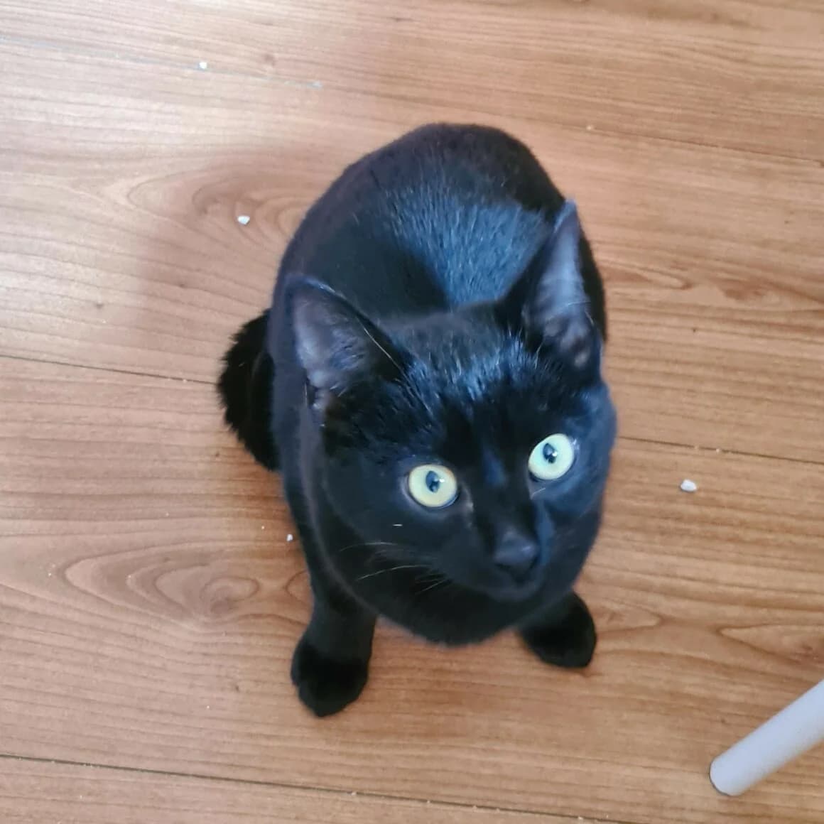 Antonym, male puppy Mixed Breed for adoption at CAT, chabris