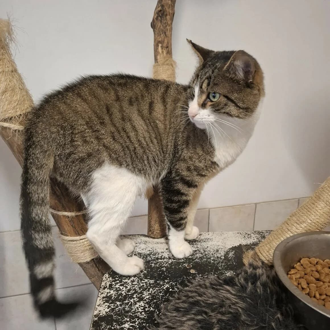 Atiko, male young Mixed Breed for adoption at CAT, chabris