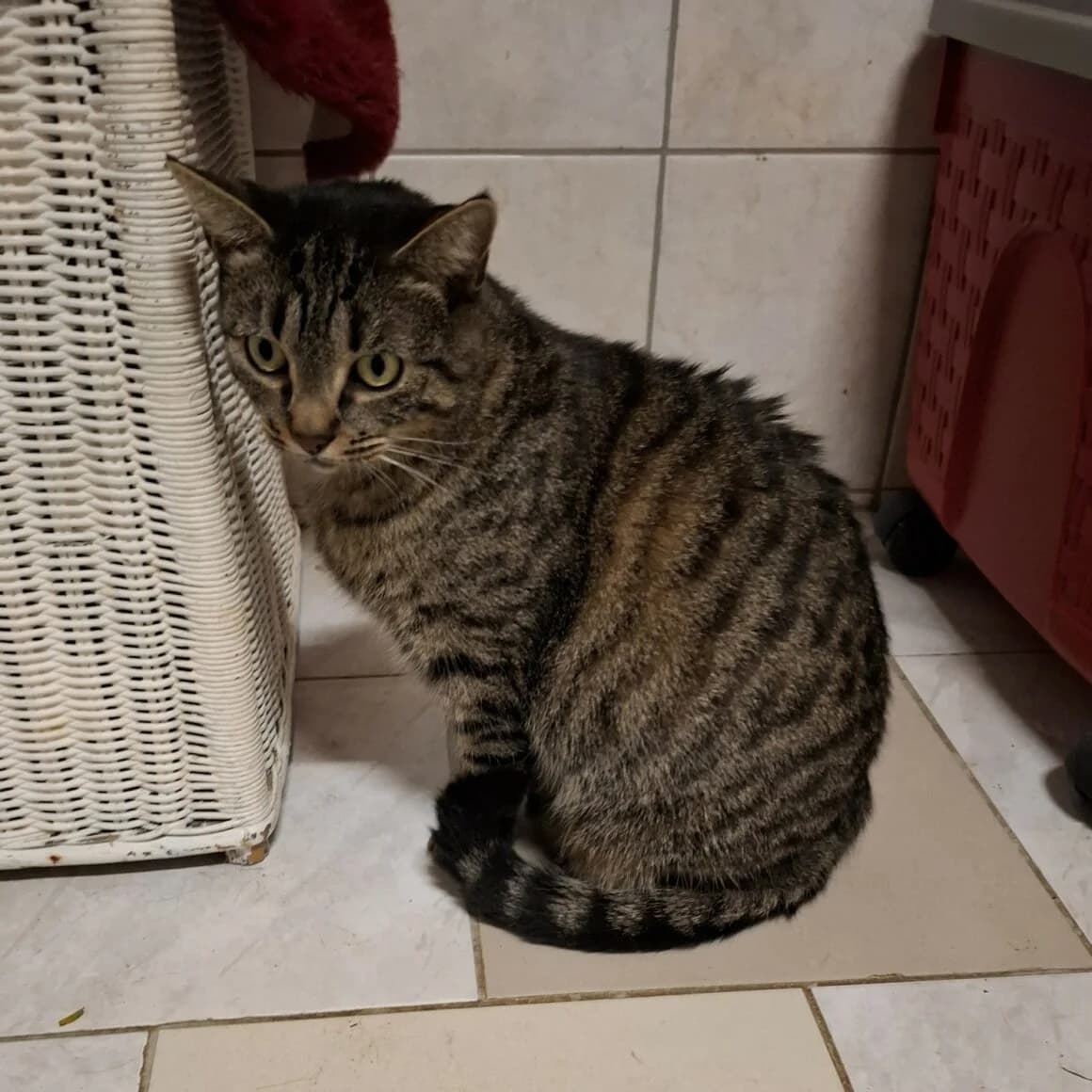 Aventura, female young Mixed Breed for adoption at CAT, chabris