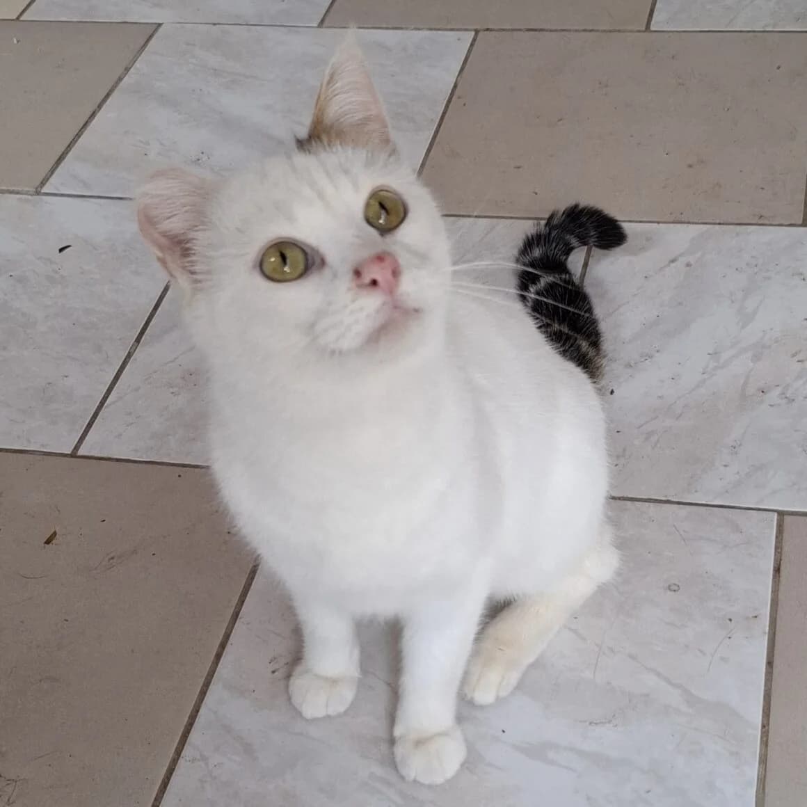 Altéa, female 3yo Mixed Breed for adoption at CAT, chabris
