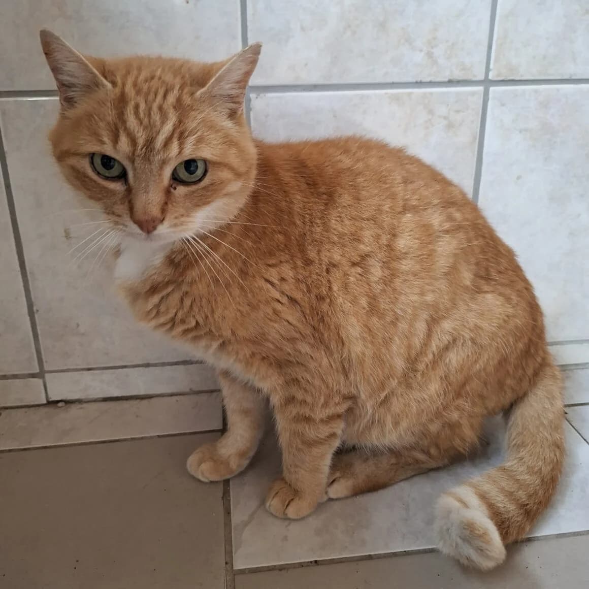 Ti-lion, male 5yo Mixed Breed for adoption at CAT, chabris