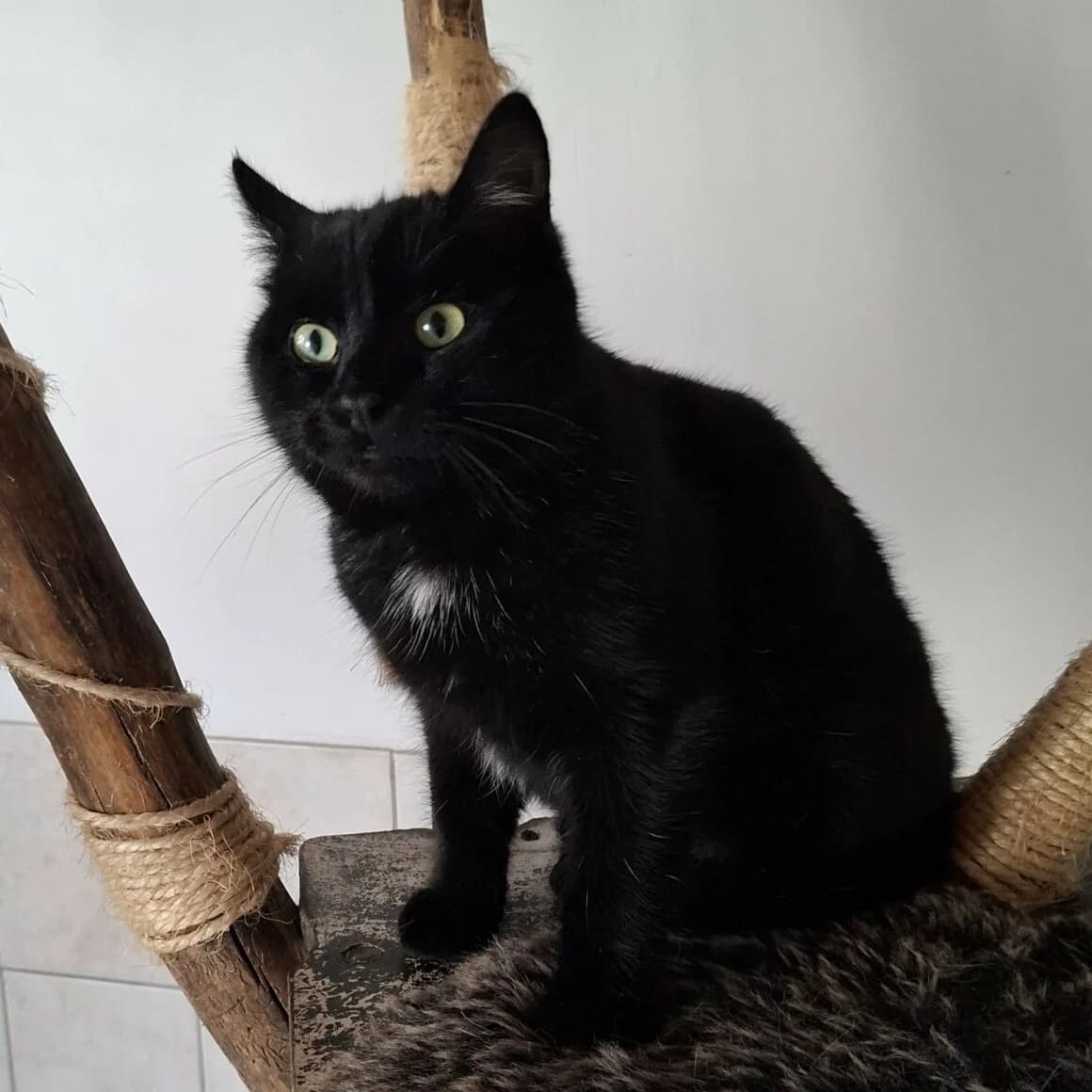 Arabica, male puppy Mixed Breed for adoption at CAT, chabris