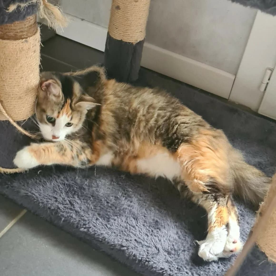 Noctalie, female 4yo Mixed Breed for adoption at CAT, chabris