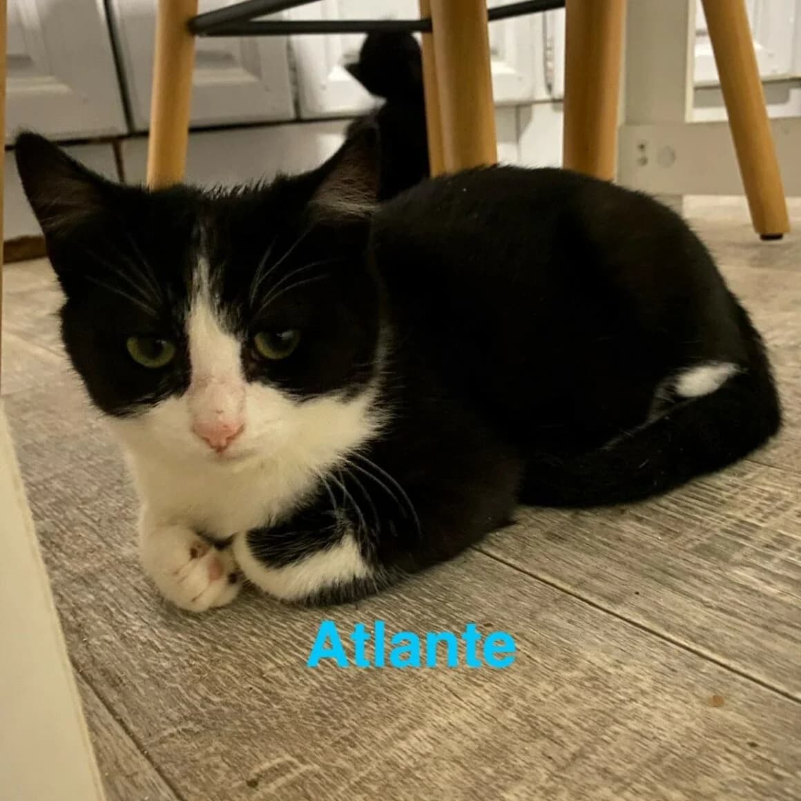 Atlante, male puppy Mixed Breed for adoption at CAT, chabris