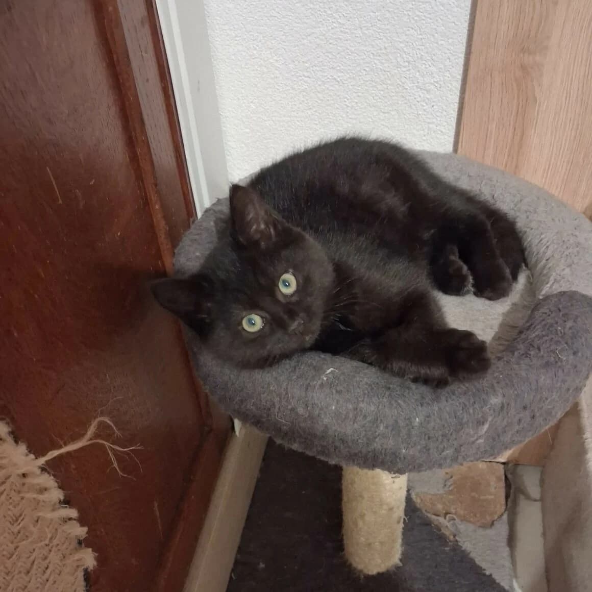 Argo, male puppy Mixed Breed for adoption at CAT, chabris
