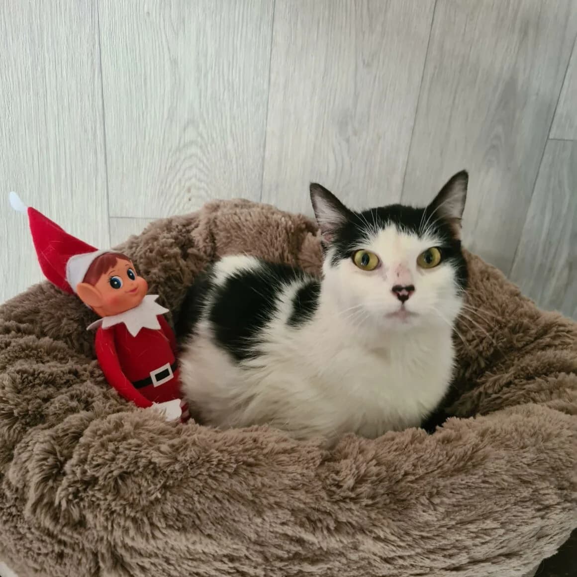 Alchimie, female young Mixed Breed for adoption at CAT, chabris