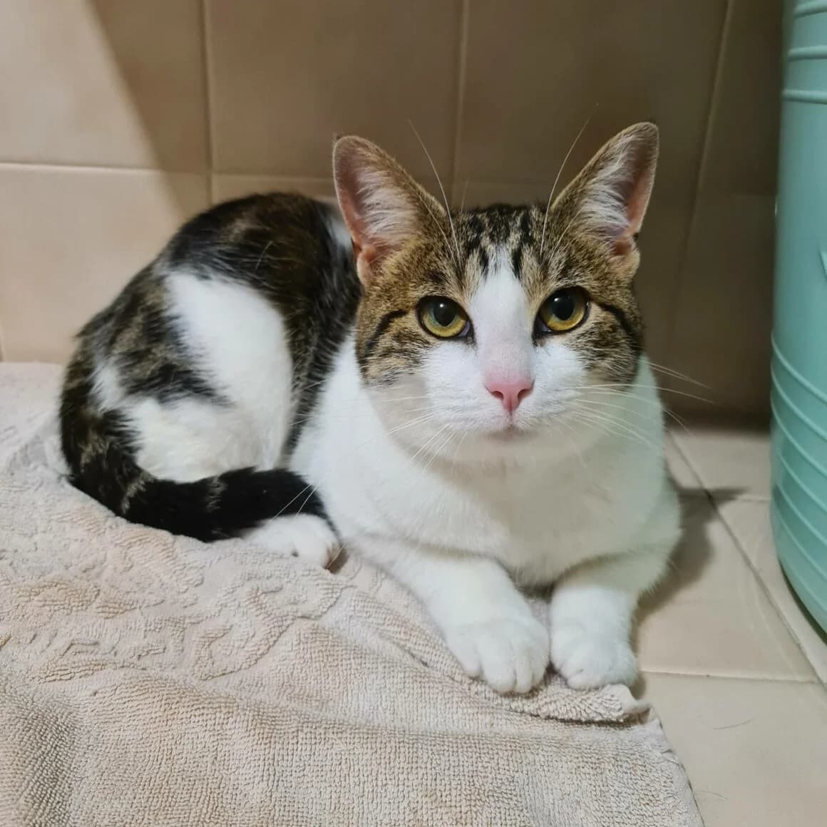 Alba, female young Mixed Breed for adoption at CAT, chabris