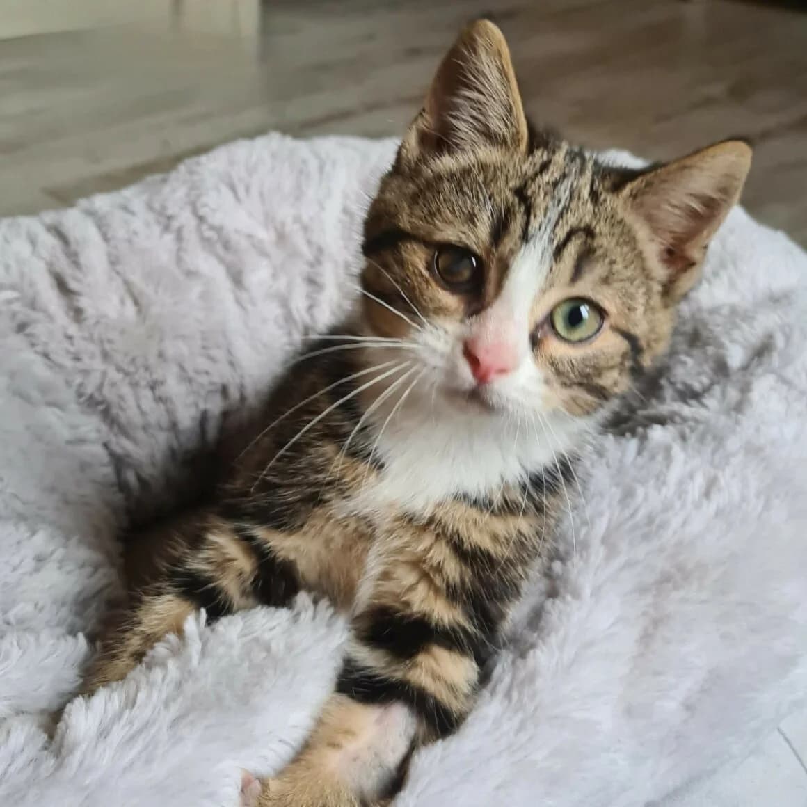 Antidote, male puppy Mixed Breed for adoption at CAT, chabris