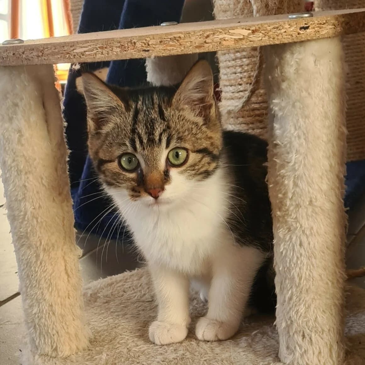 Anoki, male puppy Mixed Breed for adoption at CAT, chabris