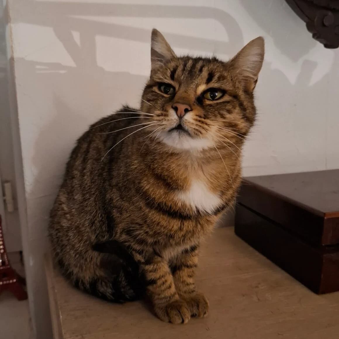 Aura, female young Mixed Breed for adoption at CAT, chabris