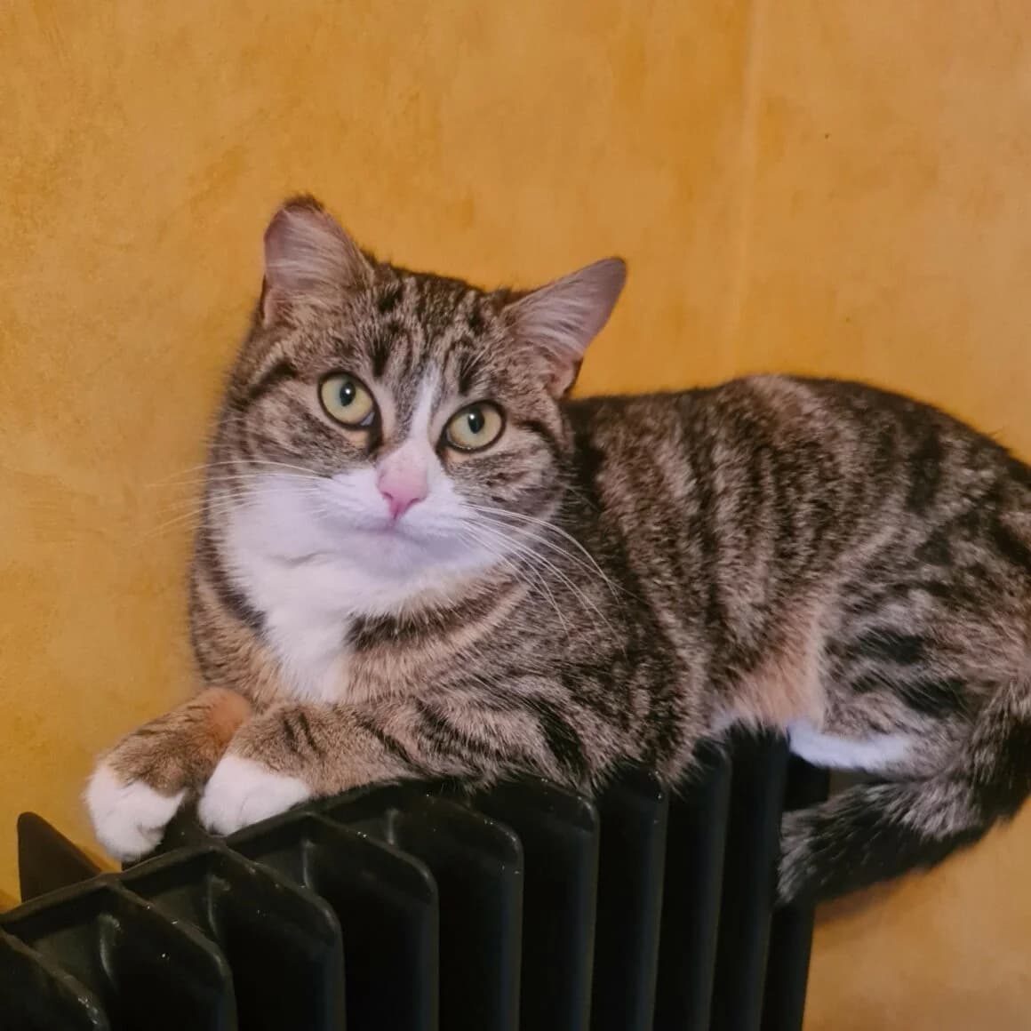 Baliverne, female young Mixed Breed for adoption at CAT, chabris