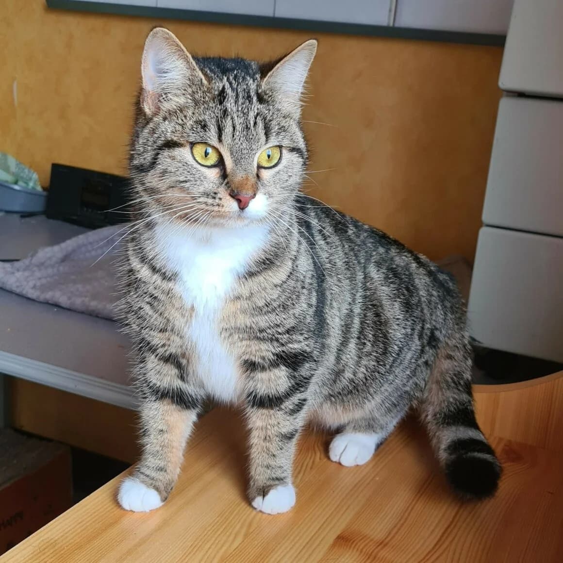 Babelle, female young Mixed Breed for adoption at CAT, chabris