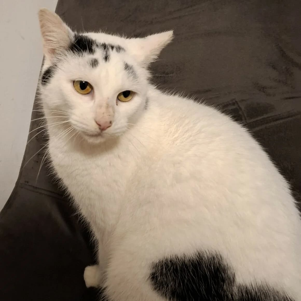Algorithm, male 3yo Mixed Breed for adoption at CAT, chabris