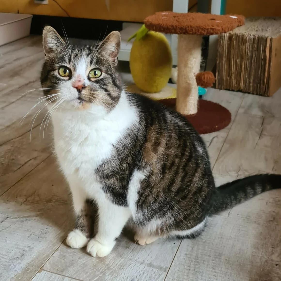 Brioche, female senior Mixed Breed for adoption at CAT, chabris