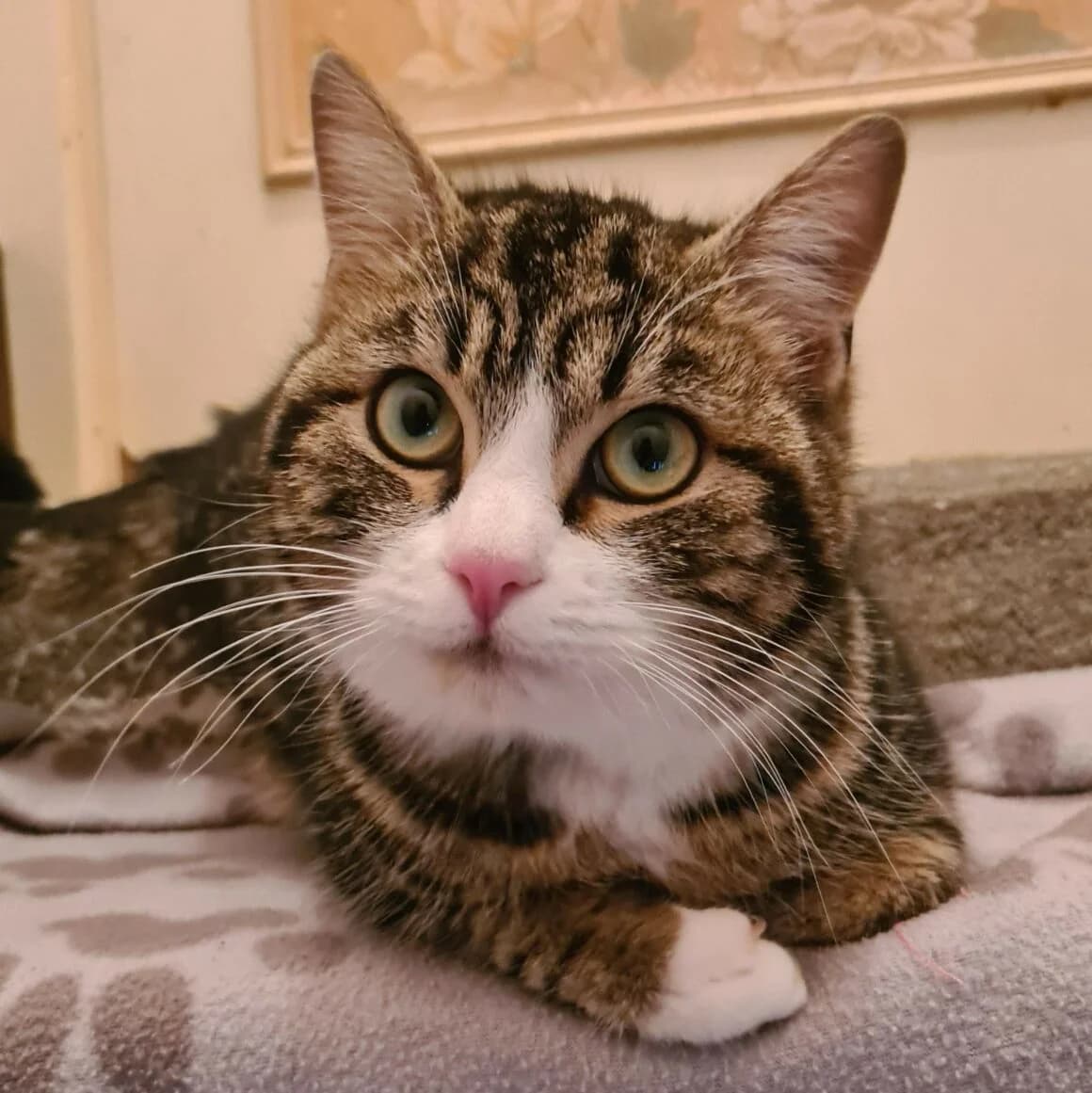 Bianco, male young Mixed Breed for adoption at CAT, chabris