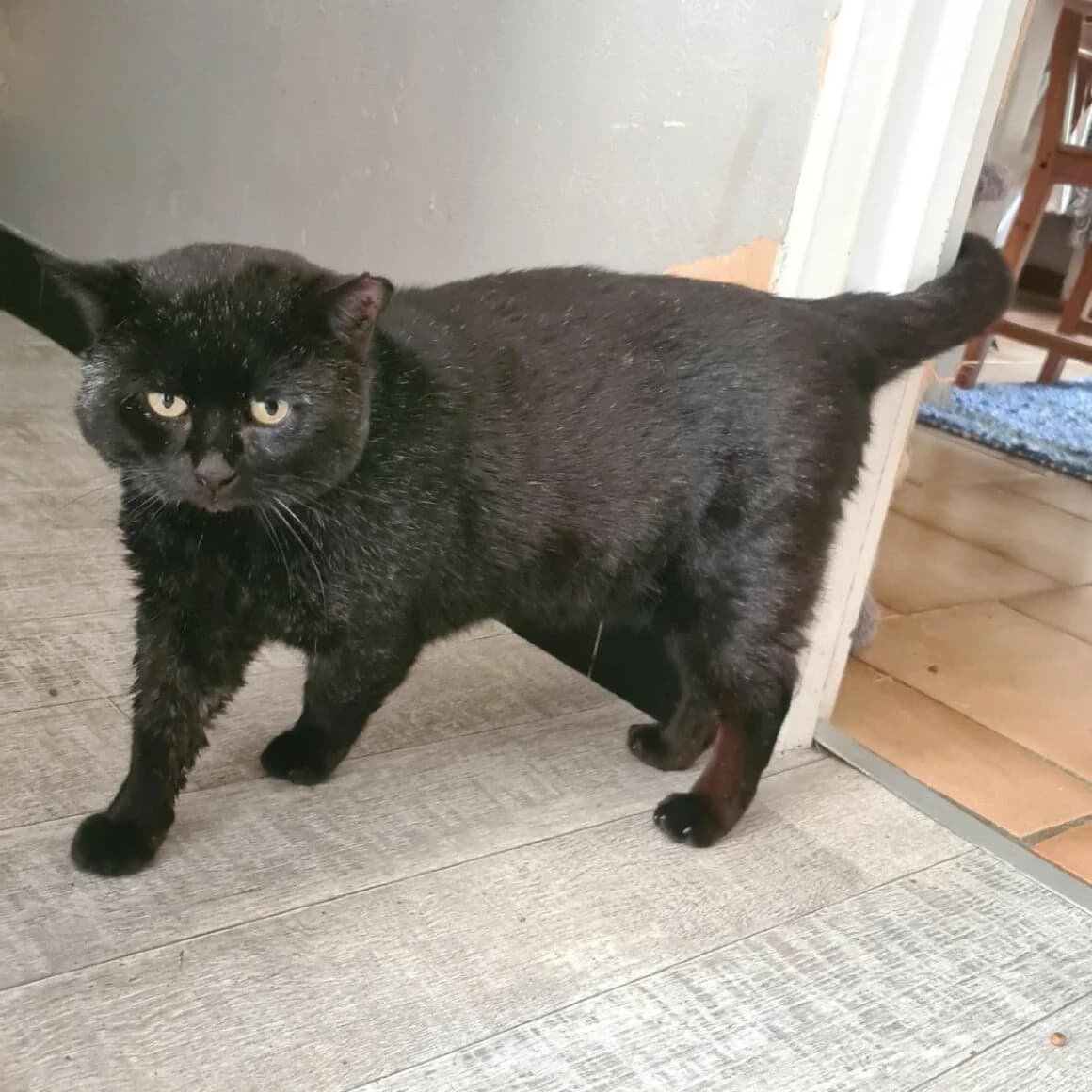 Braham, male Mixed Breed for adoption at CAT, chabris