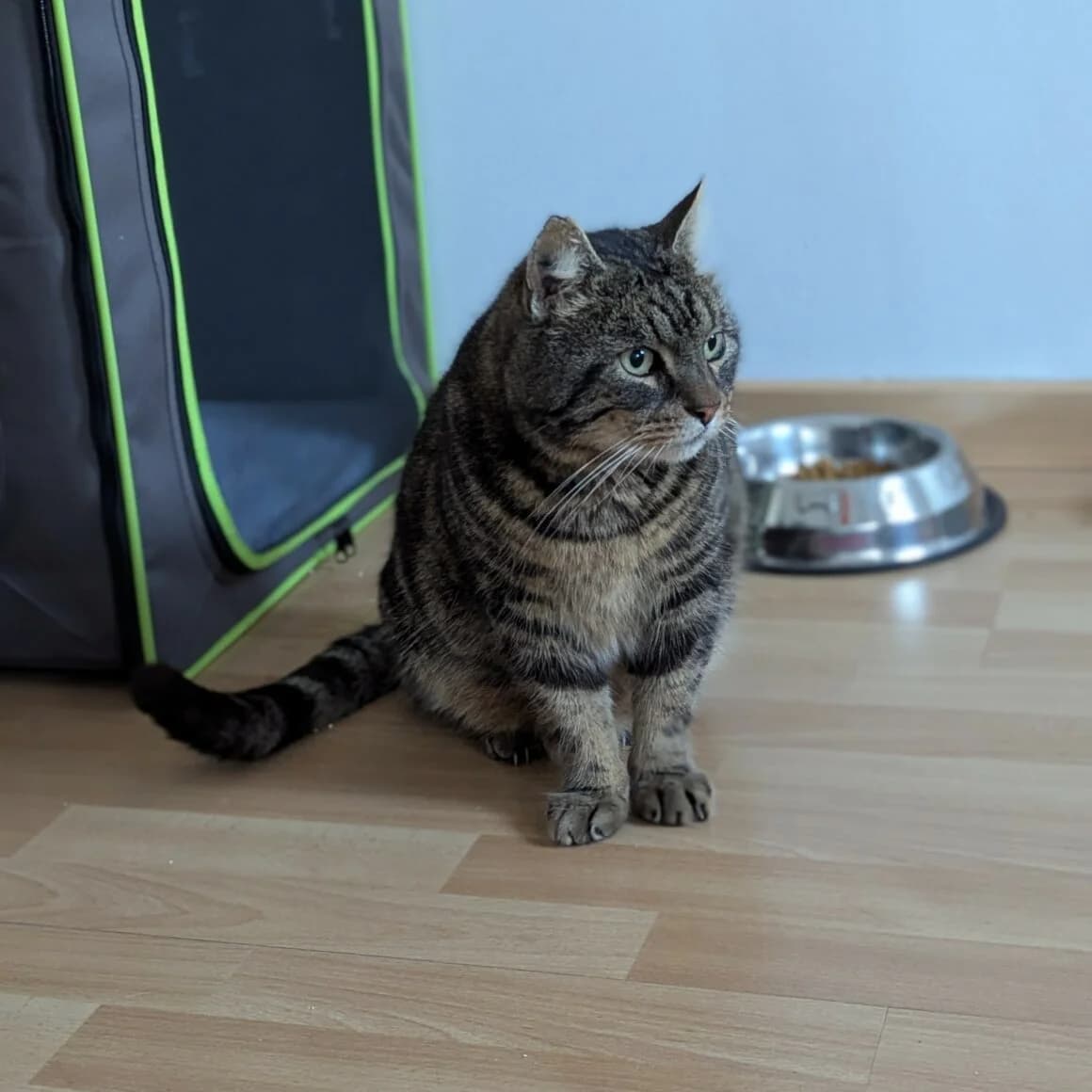 Chico, male 6yo Mixed Breed for adoption at CAT, chabris