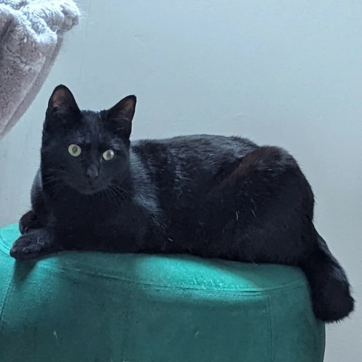 Bagheera, female young Mixed Breed for adoption at CAT, chabris