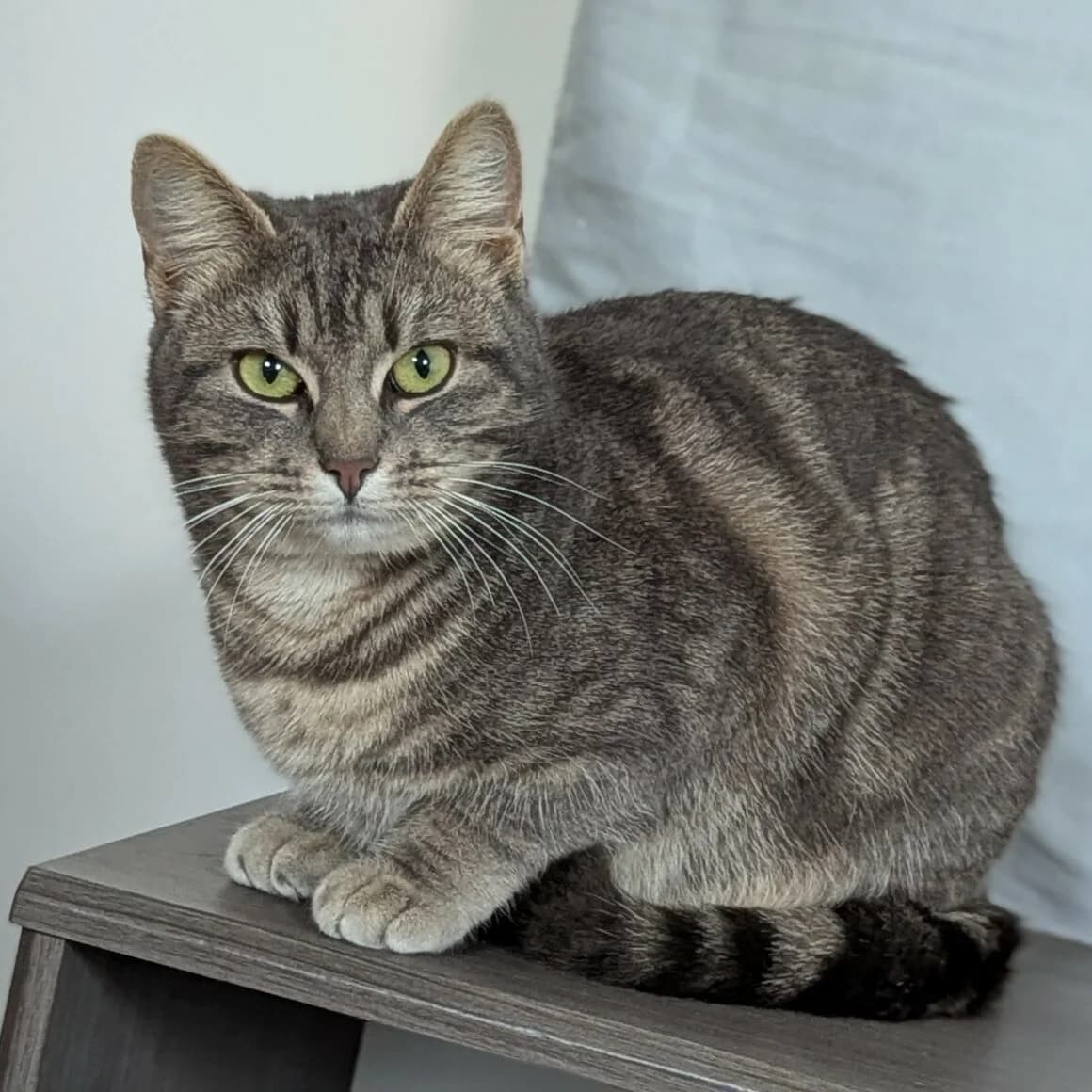 Betty, female young Mixed Breed for adoption at CAT, chabris