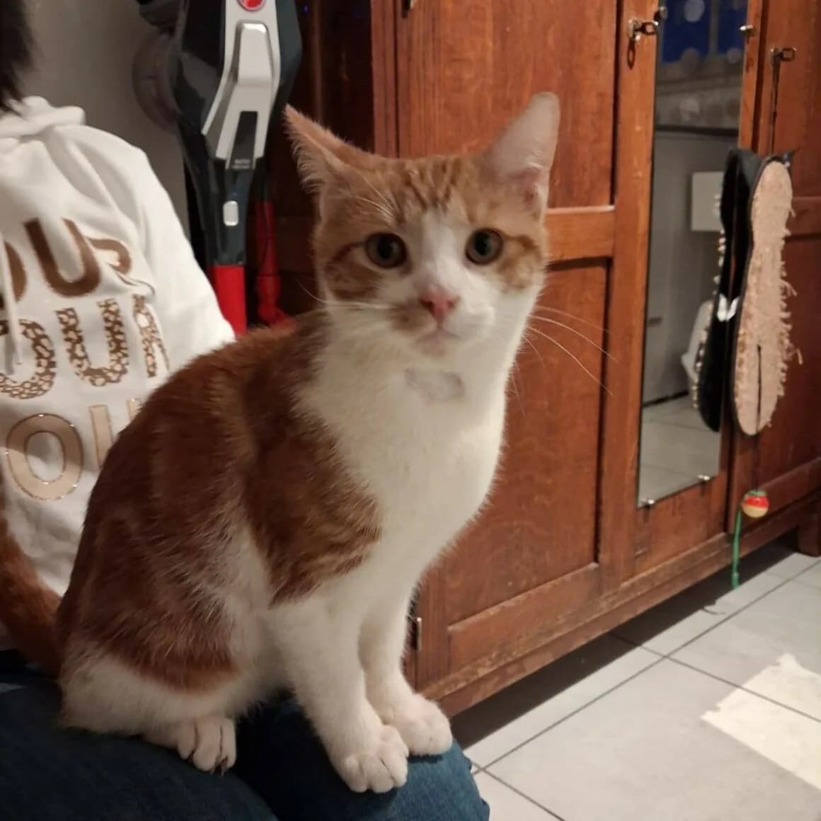 Basile, male puppy Mixed Breed for adoption at CAT, chabris