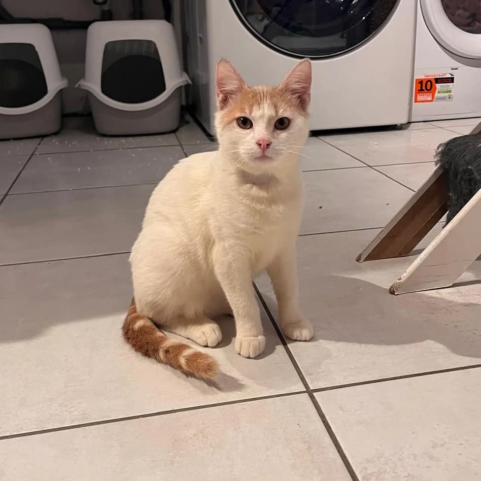 Billy, male puppy Mixed Breed for adoption at CAT, chabris