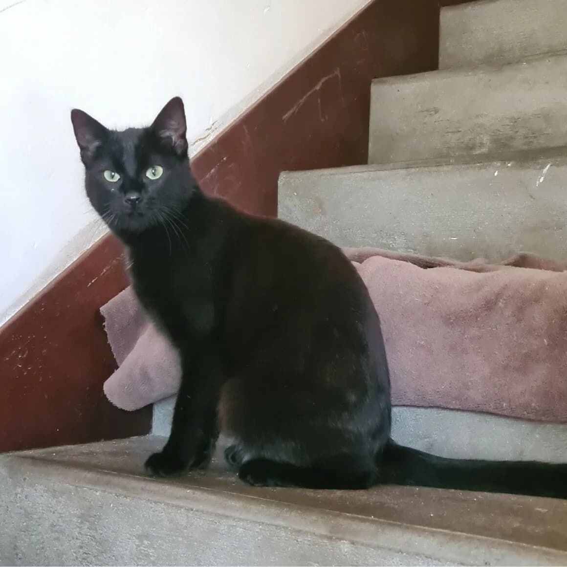 Brume, female young Mixed Breed for adoption at CAT, chabris