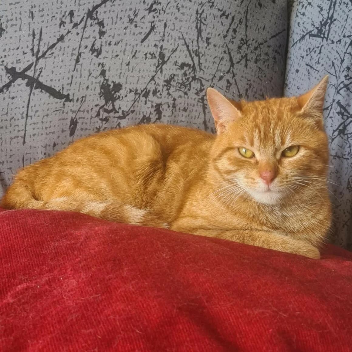 Babiole, female young Mixed Breed for adoption at CAT, chabris