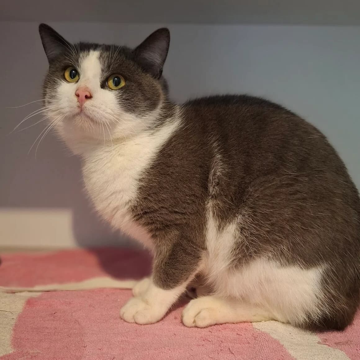Bolino, male young Mixed Breed for adoption at CAT, chabris