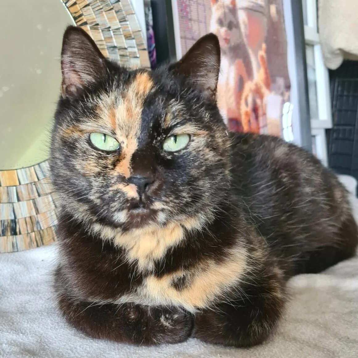 Bergamote, female 4yo Mixed Breed for adoption at CAT, chabris