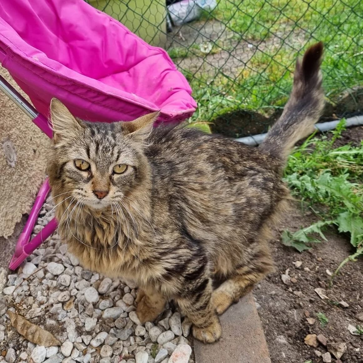 Bimbo, female 7yo Mixed Breed for adoption at CAT, chabris