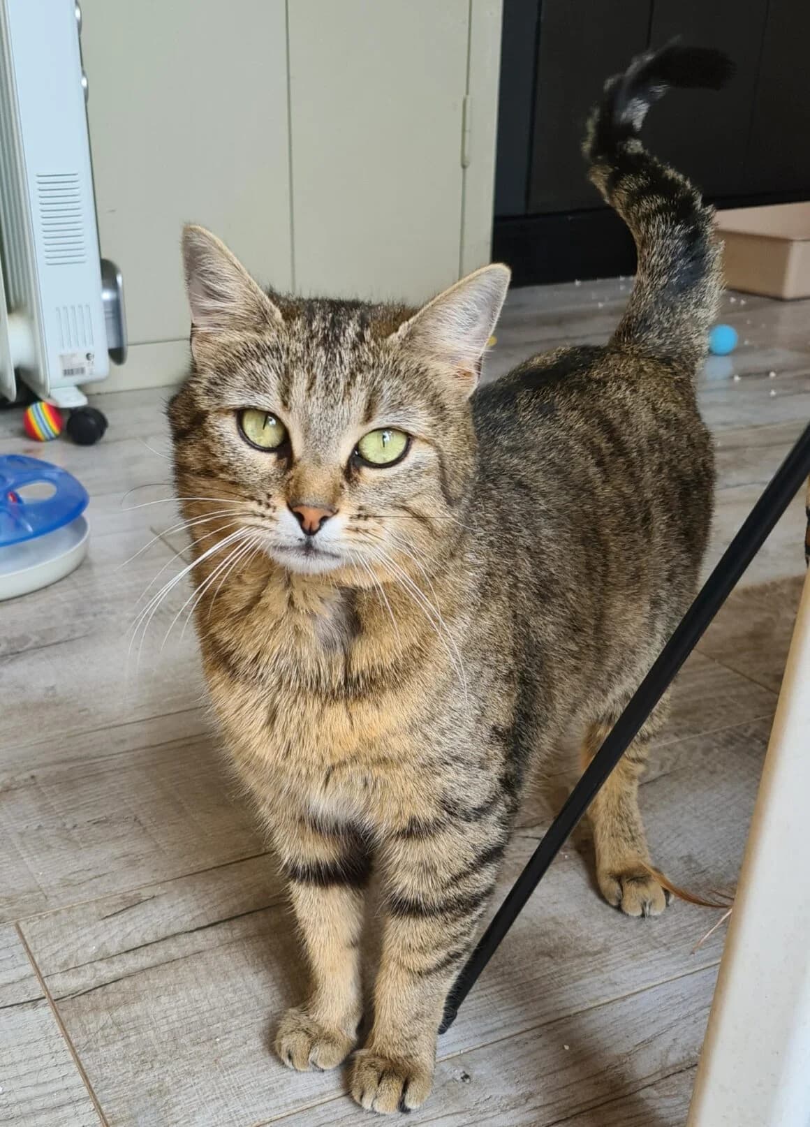 Biscotte, female young Mixed Breed for adoption at CAT, chabris