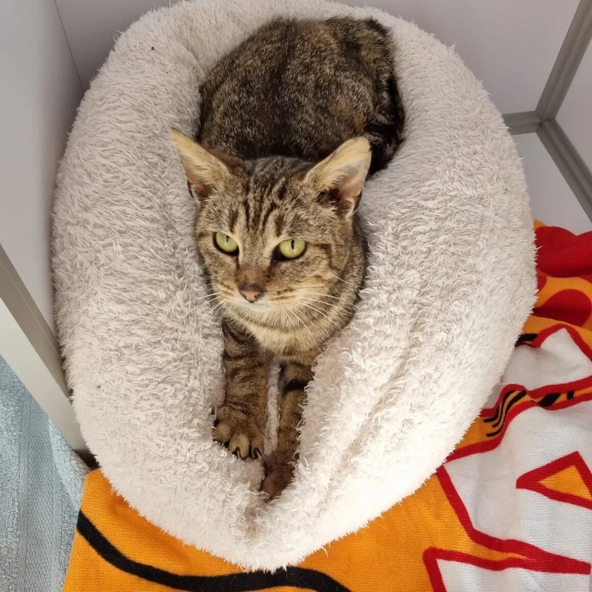 Bulma, female young Mixed Breed for adoption at CAT, chabris