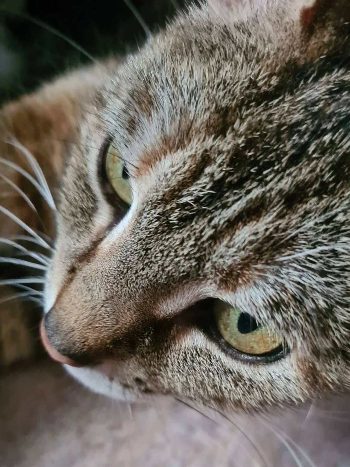 Braise, female young Mixed Breed for adoption at CAT, chabris
