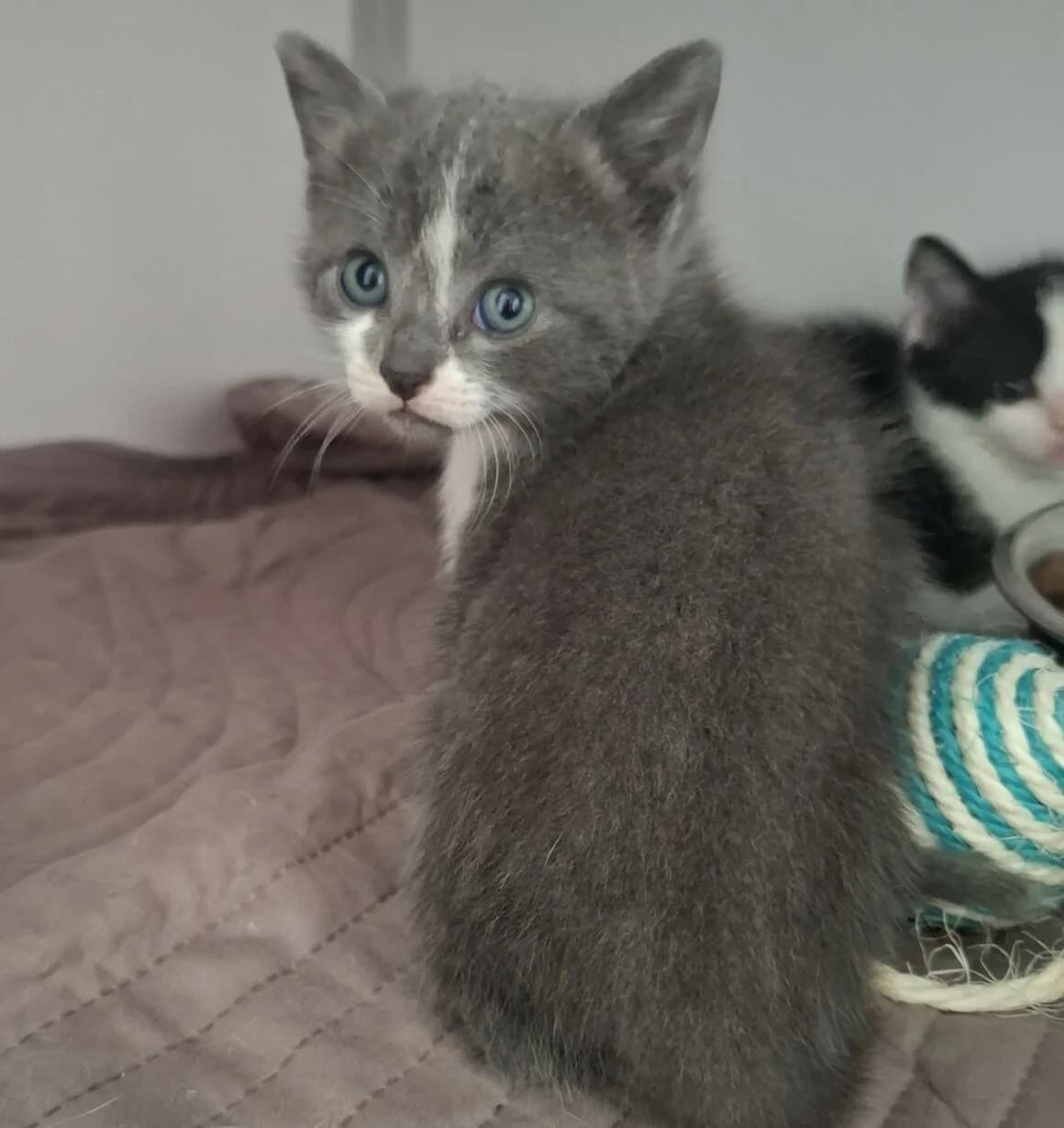 Bryn, Mixed Breed (CAT)