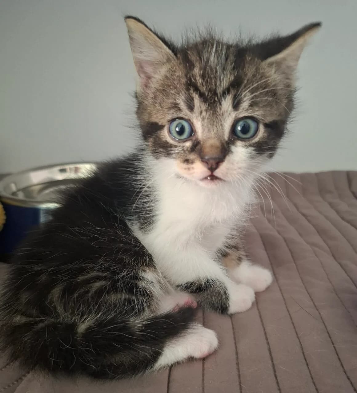 Bugg, Mixed Breed (CAT)