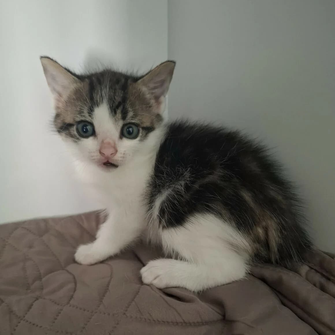 Buzz, Mixed Breed (CAT)
