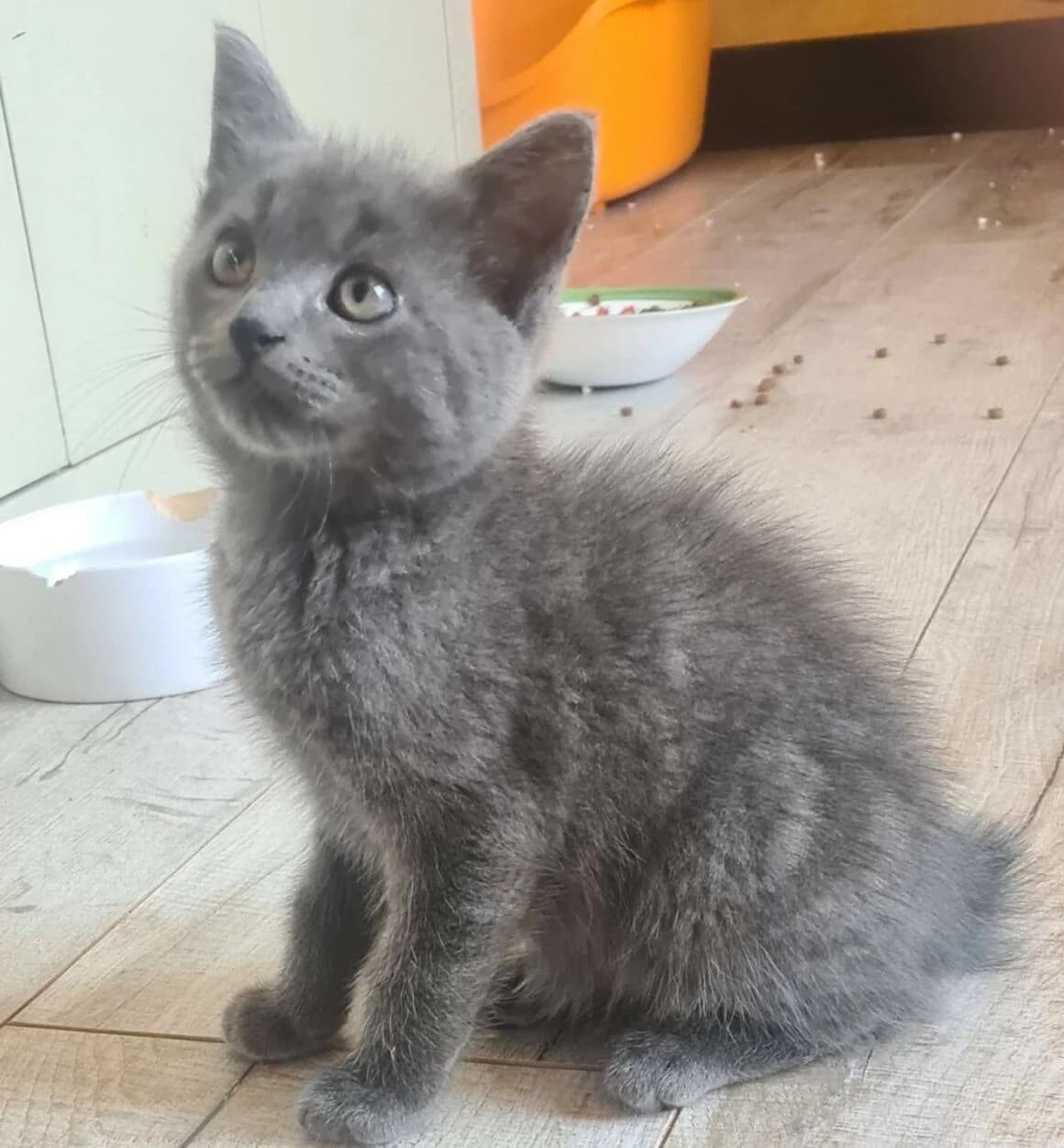 Baubillious, Mixed Breed (CAT)