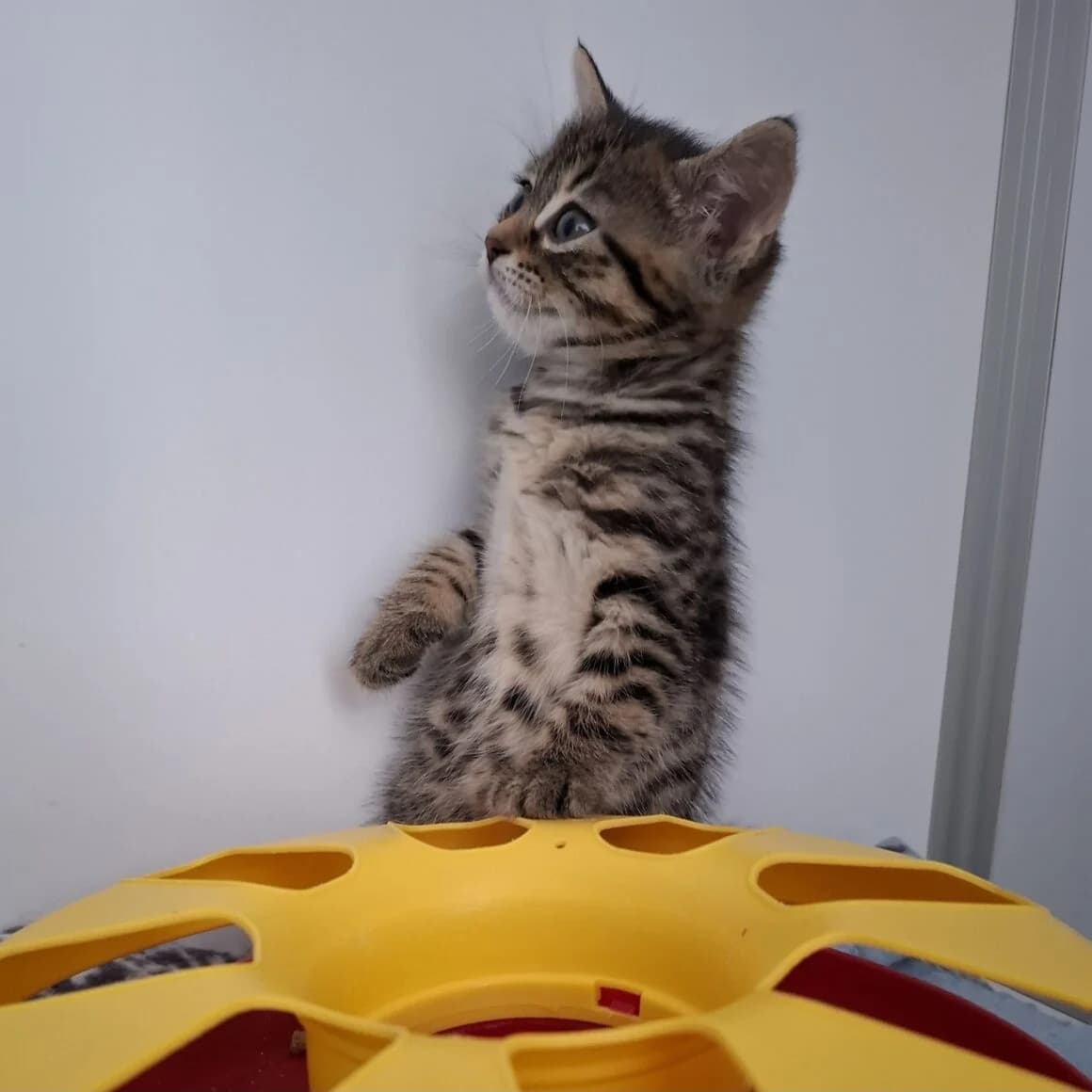 Baxter, Mixed Breed (CAT)