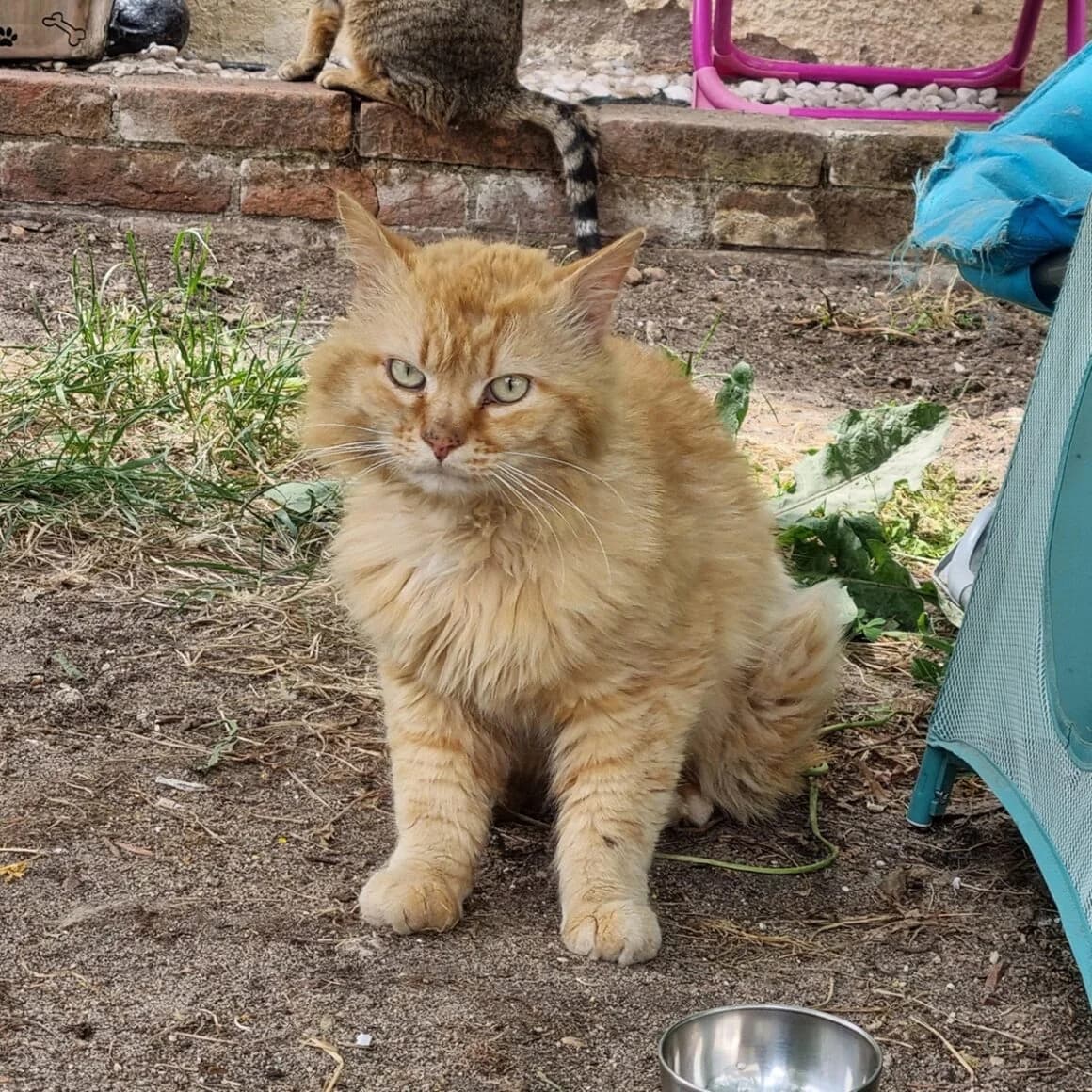 Bounty, Mixed Breed (CAT)
