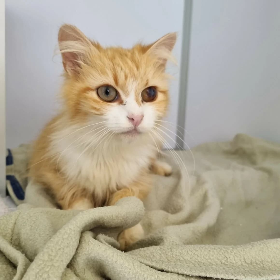 Brava, Mixed Breed (CAT)