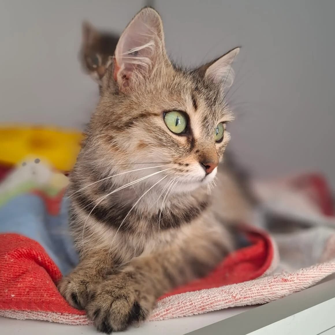 Bénénice, Mixed Breed (CAT)