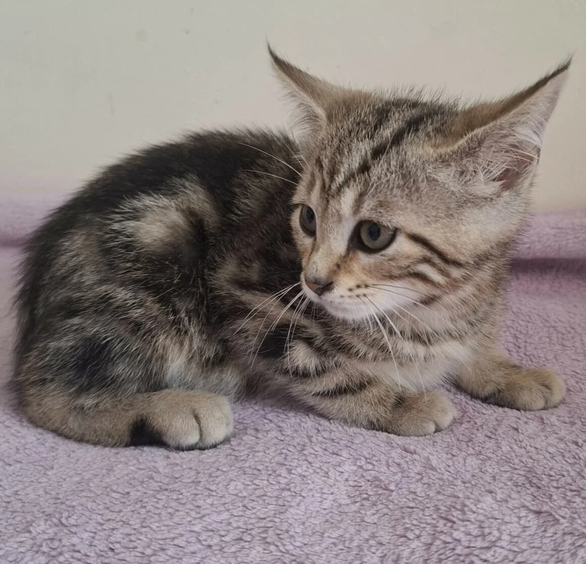 Barbapapa, Mixed Breed (CAT)