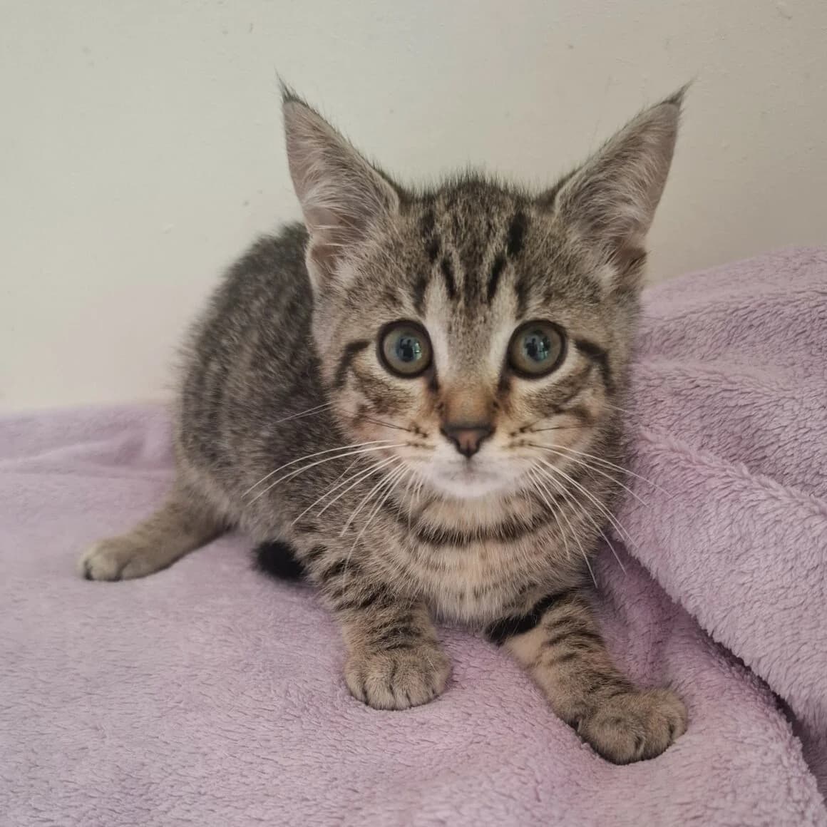 Barbibul, Mixed Breed (CAT)