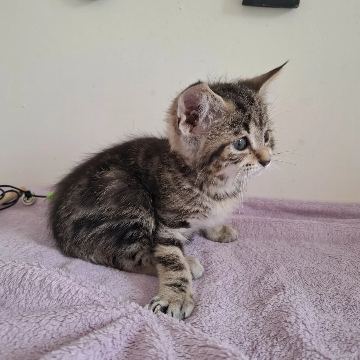 Barbidou, Mixed Breed (CAT)