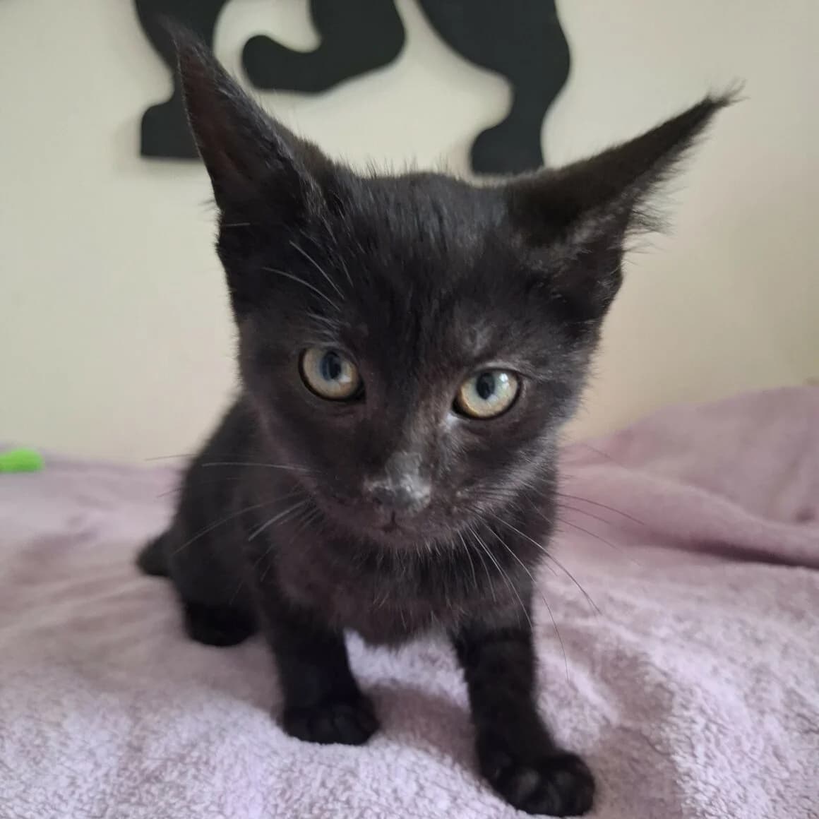 Barbidur, Mixed Breed (CAT)