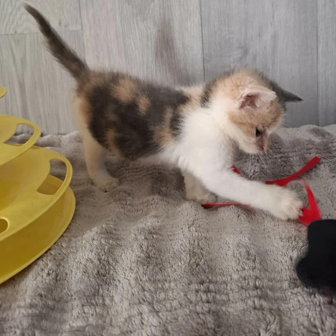 BELLE, Mixed Breed (CAT)